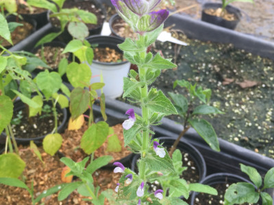 페인티드 세이지 사진 - Salvia viridis L. Photos