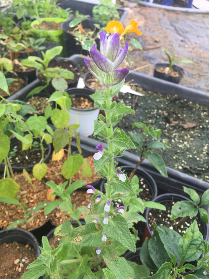 페인티드 세이지 - Painted sage, Annual clary, Bluebeard, Joseph sage, Salvia viridis L.