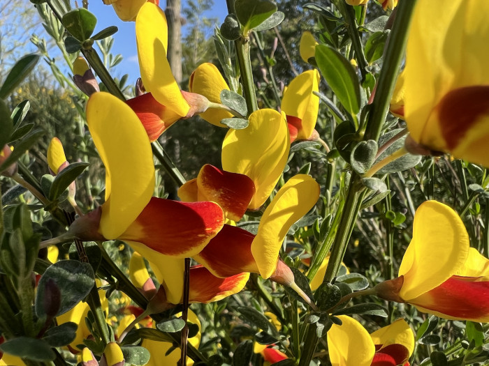 양골담초 - Cytisus Scoparius