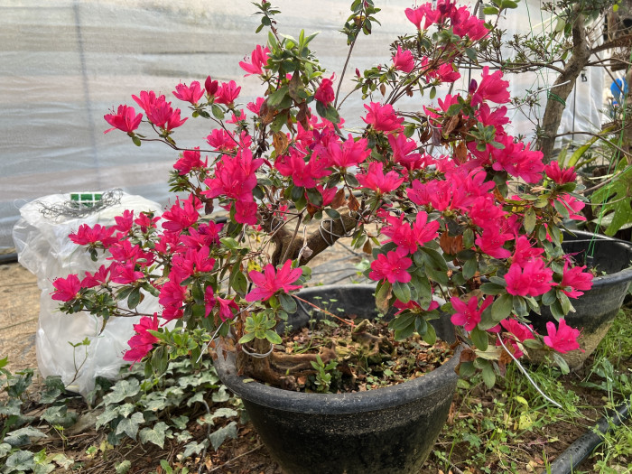 철쭉 - Rhododendron Schlippenbachii