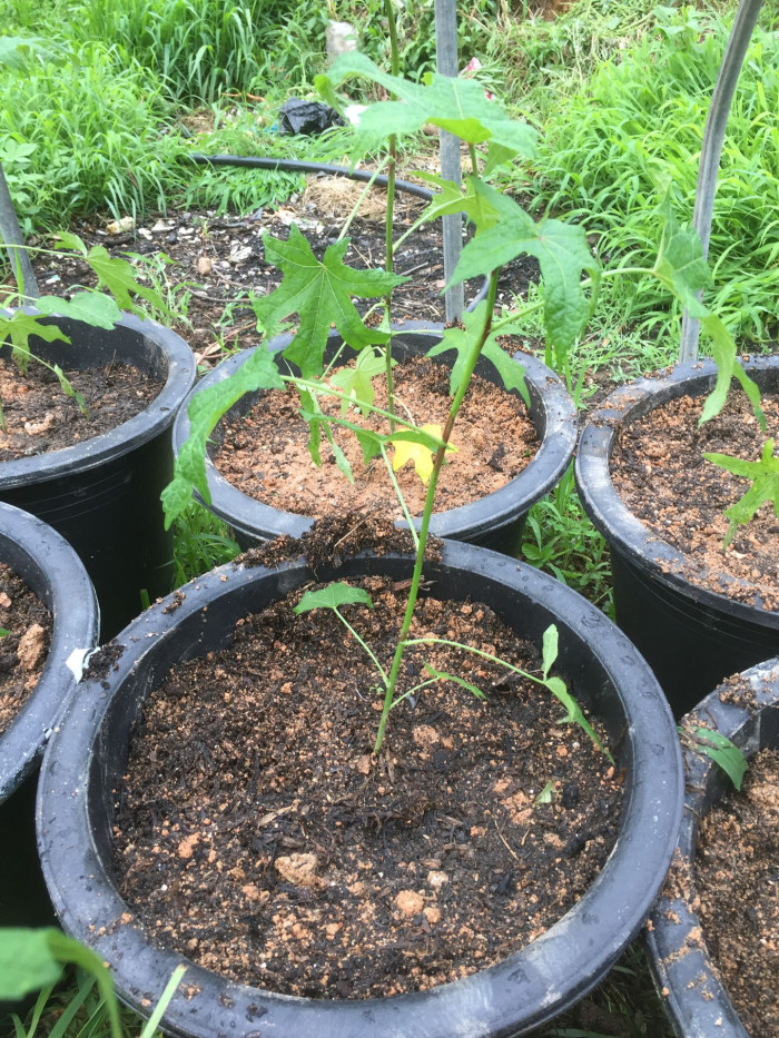 파파야 - Papaya, Carica papaya