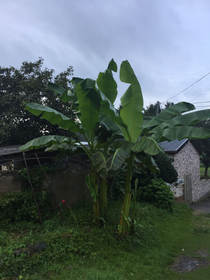 파초 - Japanese banana, Japanese fibre banana, hardy banana, Musa basjoo Siebold & Zucc.