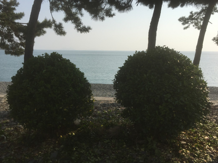 사철나무 - Japanese Spindle, Euonymus japonicus Thunb.