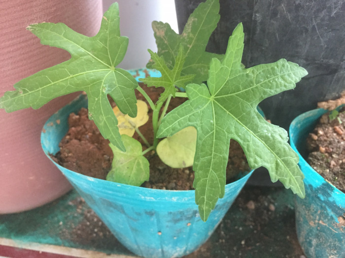파파야 - Papaya, Carica papaya