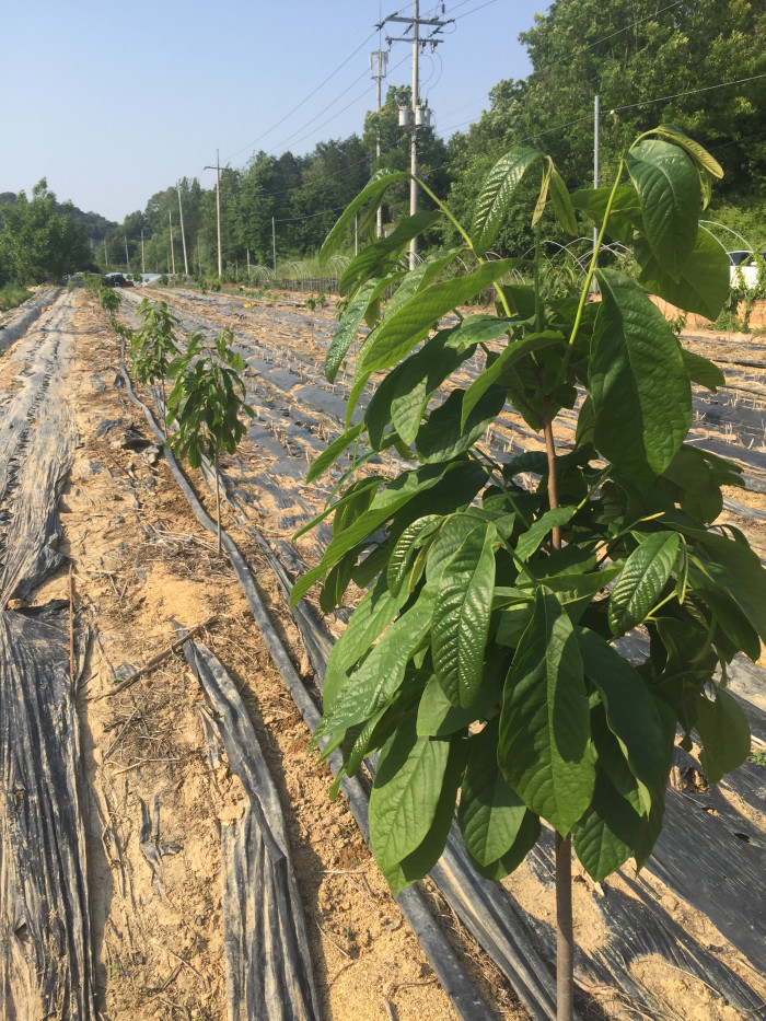 포포나무 - Sunflower pawpaw, Asimina triloba