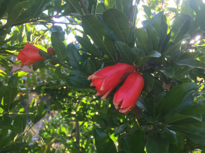 석류나무 - Punica granatum L.