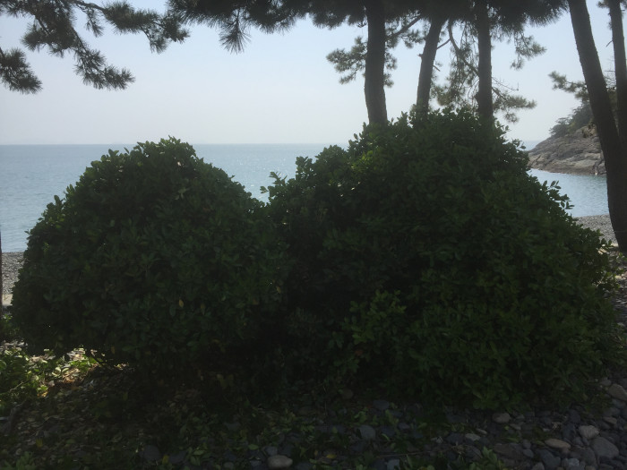 사철나무 - Japanese Spindle, Euonymus japonicus Thunb.