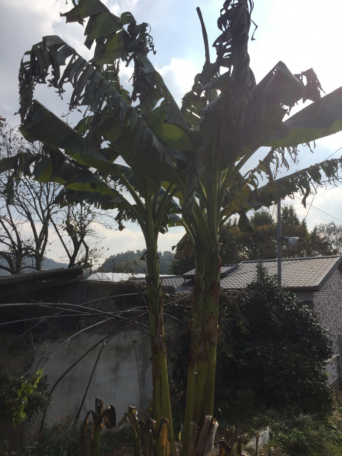 파초 - Japanese banana, Japanese fibre banana, hardy banana, Musa basjoo Siebold & Zucc.