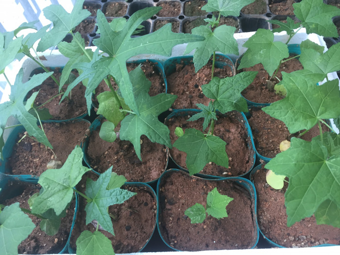 파파야 - Papaya, Carica papaya
