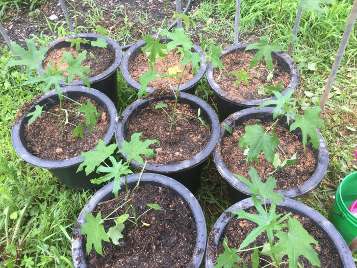 파파야 - Papaya, Carica papaya