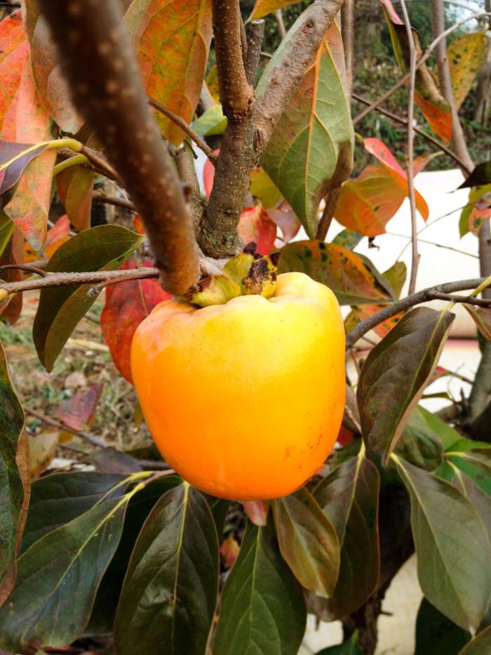 감나무 - Diospyros kaki Thunb.
