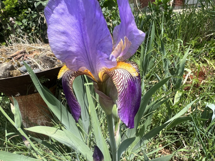 독일붓꽃 - German iris, Iris germanica L.