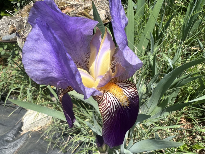 독일붓꽃 - German iris, Iris germanica L.