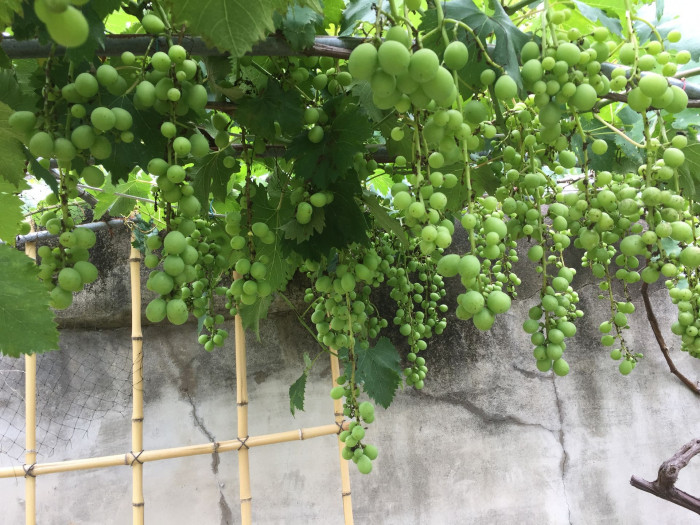 거봉 - Grape, Vitis vinifera L.