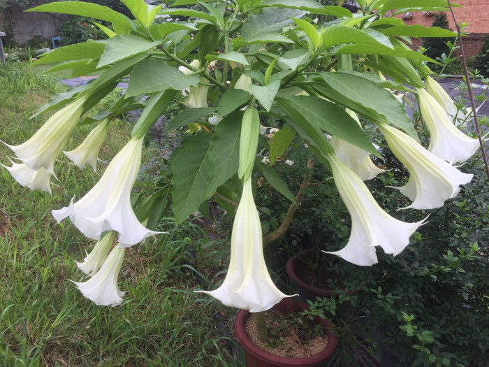 엔젤트롬펫 - Angels Trumpet, Growing Brugmansia
