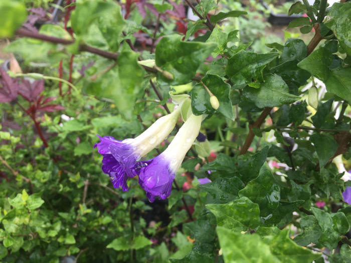툰베르기아 - Kings mantle, Thunbergia erecta