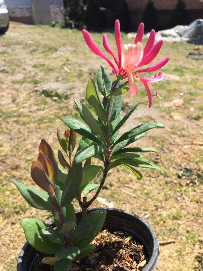 붉은인동 - Honey suckle, Lonicera periclymenum L.