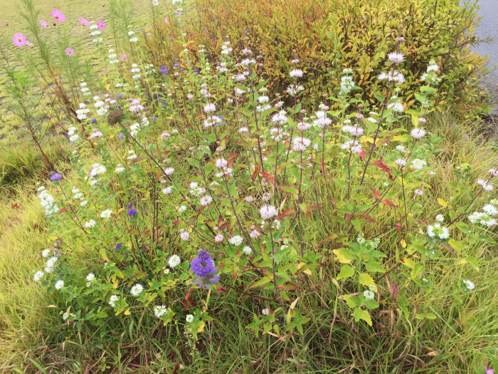 층꽃나무 - Bluebeard, Caryopteris incana (Thunb.) Miq.