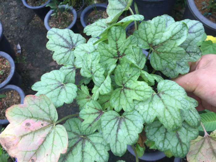 휴케라 - coral bells, alumroot, Heuchera L.