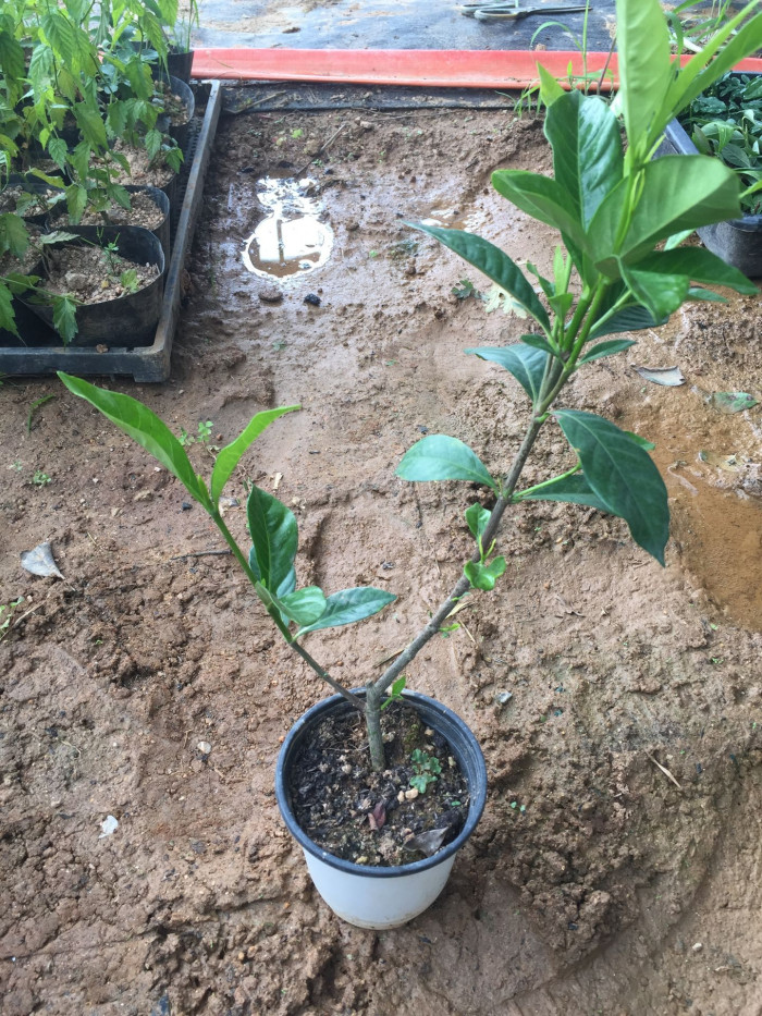 치자나무 - Gardenia jasminoides Ellis var. jasminoides