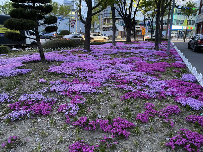 지면패랭이꽃 - Phlox subulata L.