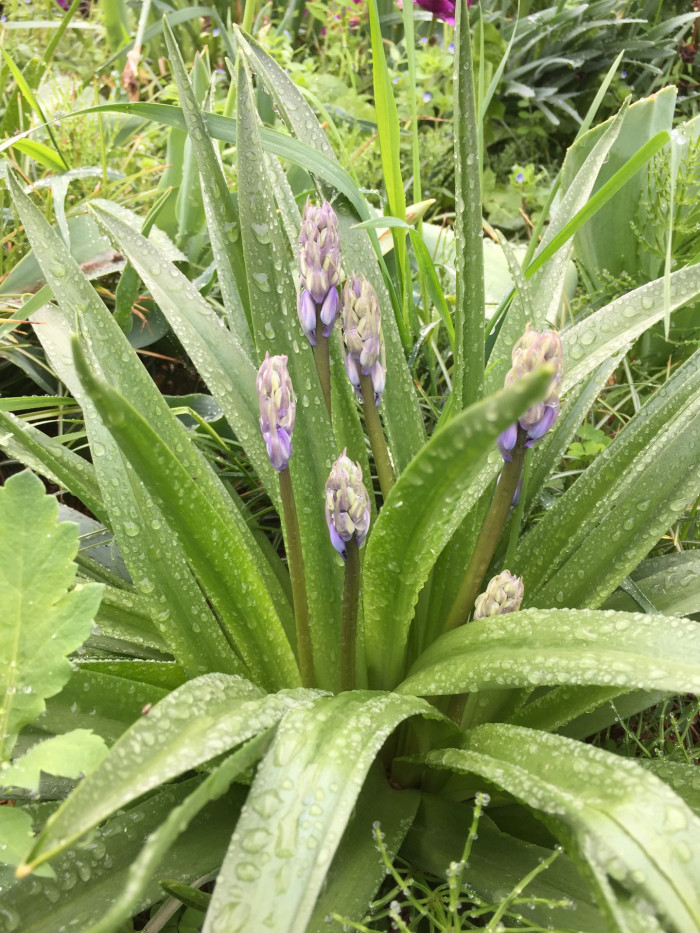 쉴라 - Scilla, Scilla spp.