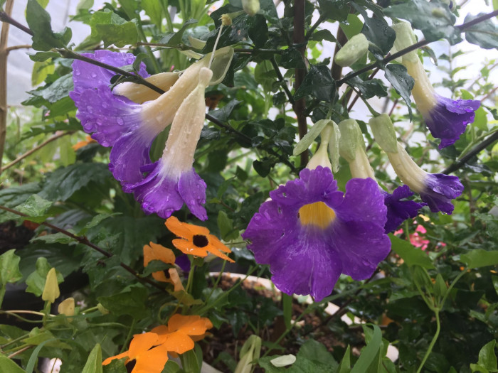 툰베르기아 - Kings mantle, Thunbergia erecta