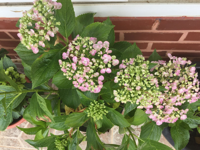 수국 - Hydrangea, Hydrangea macrophylla (Thunb.) Ser. for. otaksa (Siebold & Zucc.) E. H. Wilson