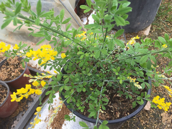 양골담초 - Cytisus scoparius (L.) Link