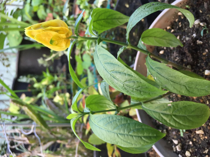 노란새우꽃 - Yellow shirmp plant, Pachystachys lutea Nees
