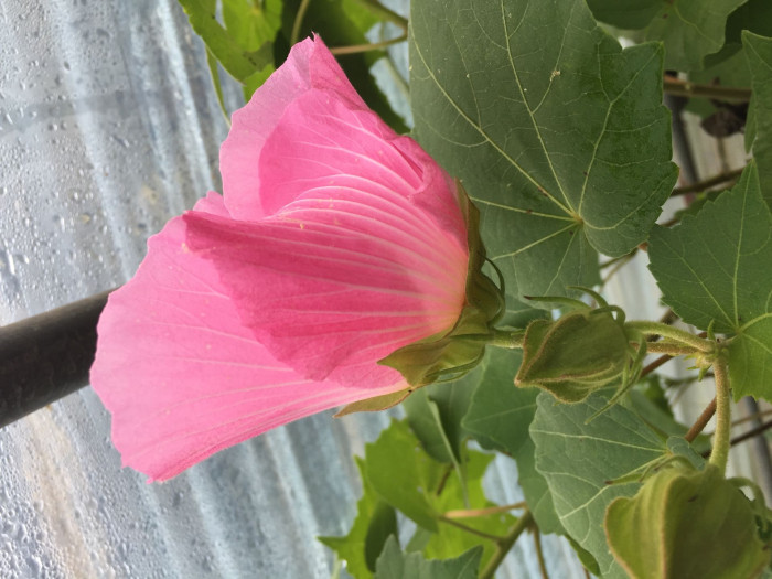 코튼로즈 - Cotton Rose, Confederate Rose, Hibiscus mutabilis ‘Cotton Rose’
