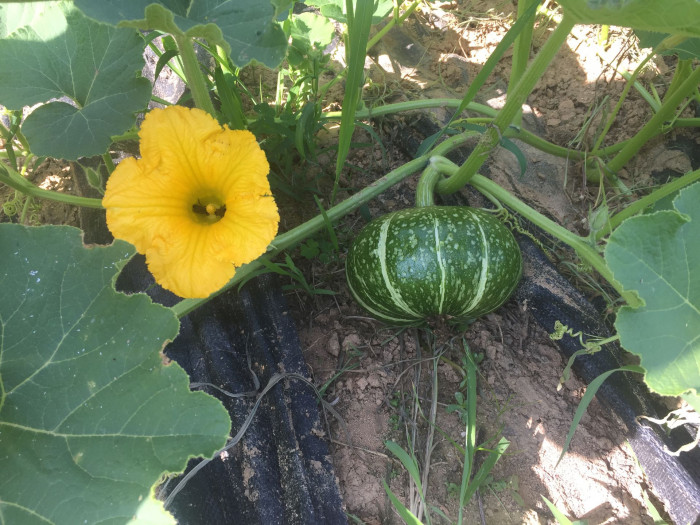 호박 - squash, Cucurbita moschata Duchesne
