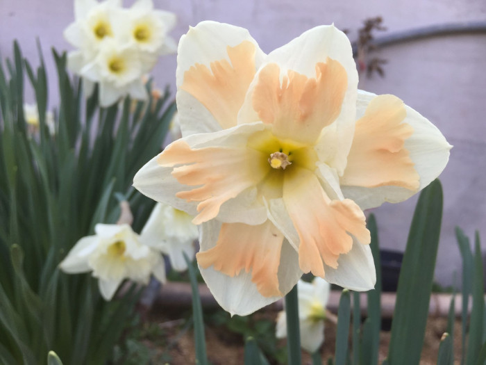 수선화 - daffodil, Narcissus tazetta var. chinensis
