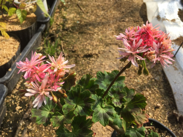 제라늄 - Geranium, Pelargonium inquinans
