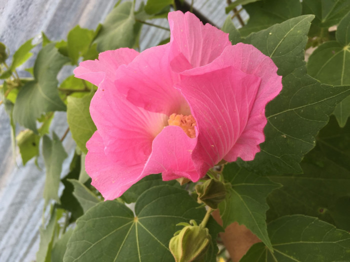 코튼로즈 - Cotton Rose, Confederate Rose, Hibiscus mutabilis ‘Cotton Rose’