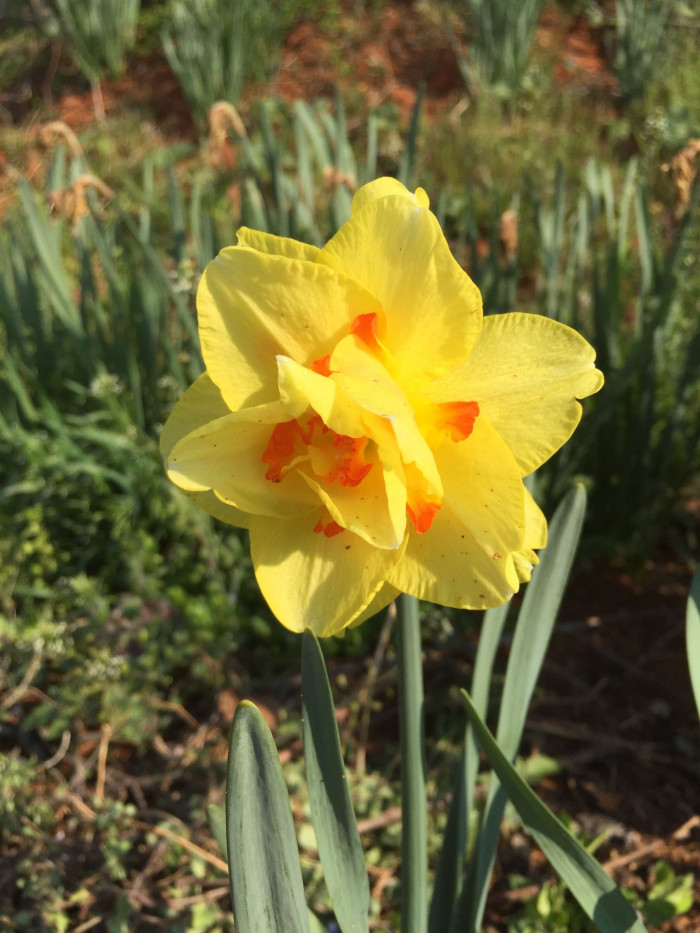 수선화 - daffodil, Narcissus tazetta var. chinensis
