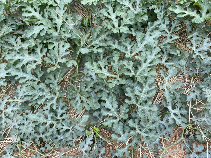 수박 - water emlon, Citrullus vulgaris Schrad.