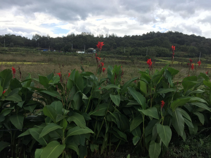 칸나 - Canna lily, Canna spp