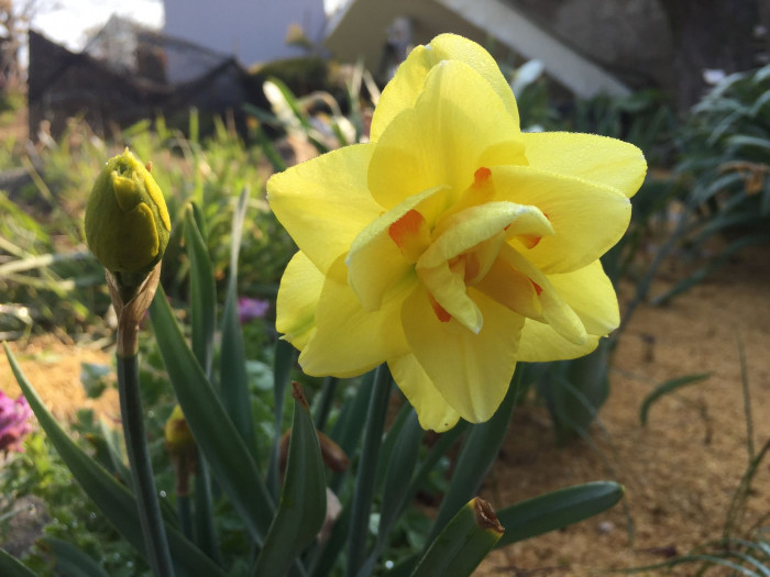 수선화 - daffodil, Narcissus tazetta var. chinensis