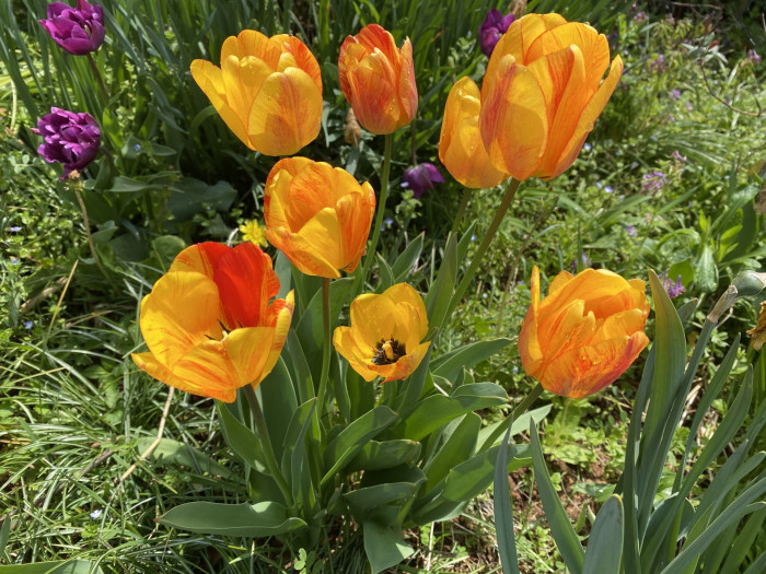 튤립 - Tulip, Tulipa gesneriana