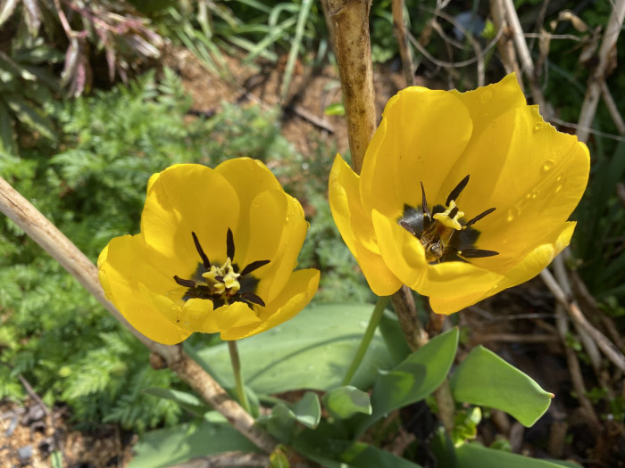 튤립 - Tulip, Tulipa gesneriana