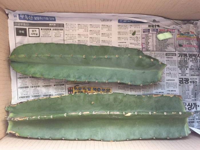 귀면각 - Peruvian apple, Apple cactus, Cereus peruvianus Mill.