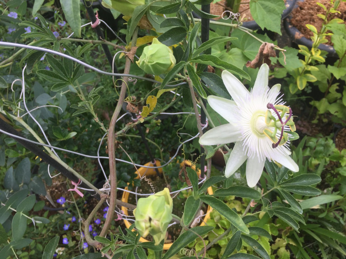 시계초 - passion flower, Passiflora caerulea