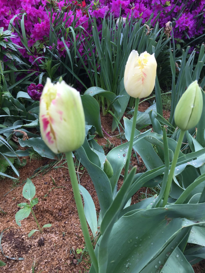 튤립 - Tulip, Tulipa gesneriana