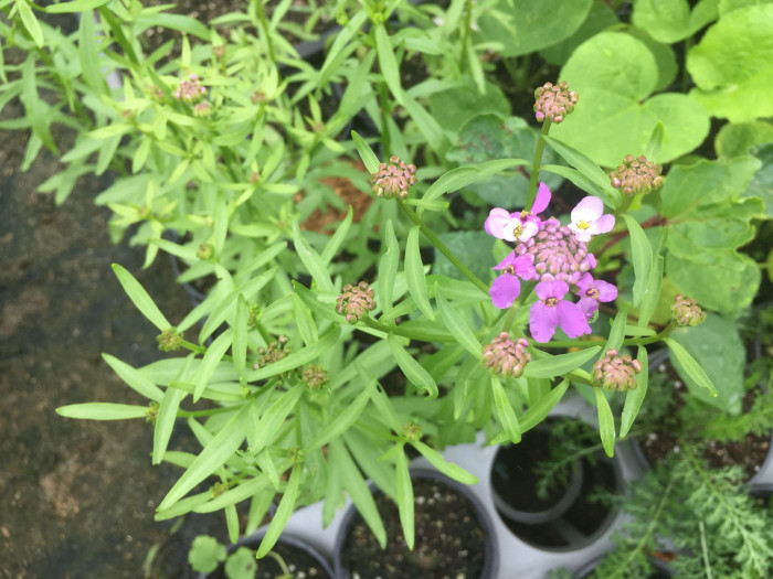 눈꽃 - Candytuft, Iberis sempervirens