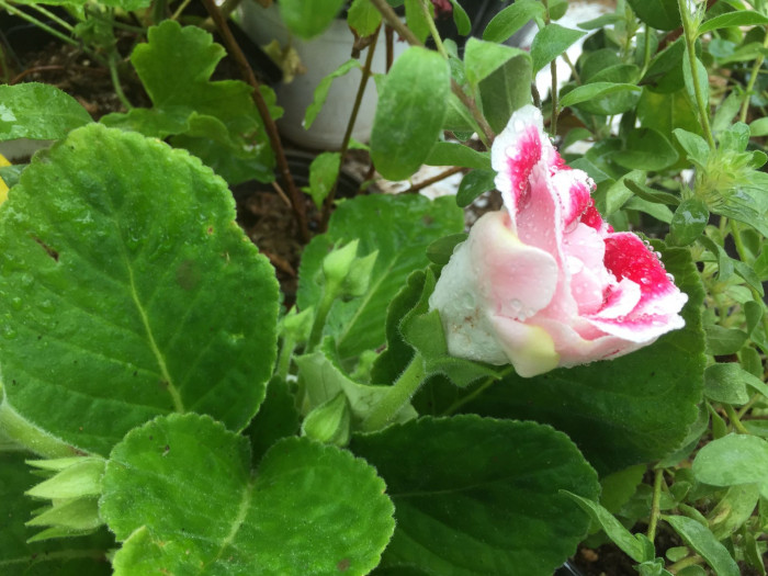 글록시니아 - Gloxinia, Sinningia speciosa