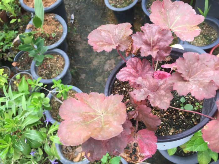 휴케라 - coral bells, alumroot, Heuchera L.