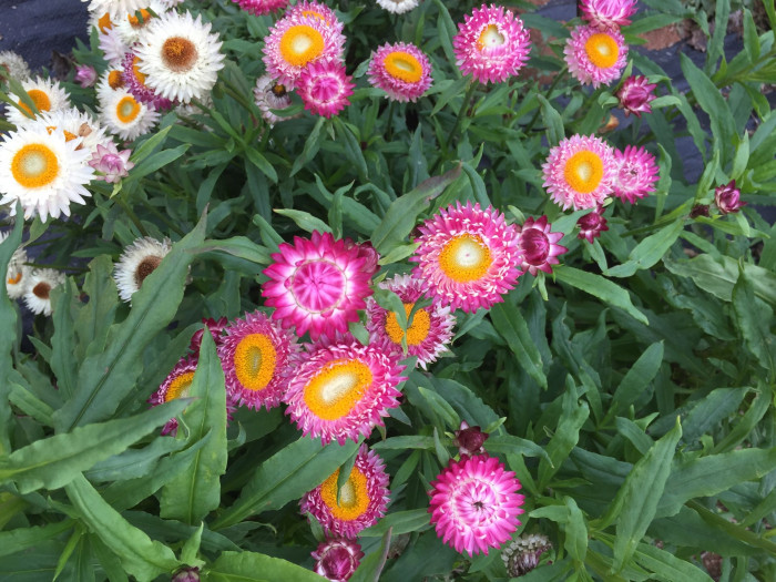 밀짚꽃 - straw flower, Helichrysum bracteatum