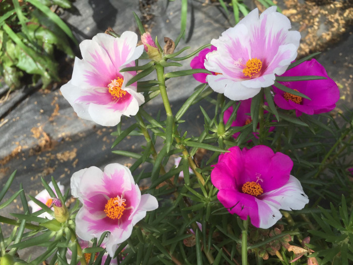 포테리카 - umbraticola, Portulaca umbraticola