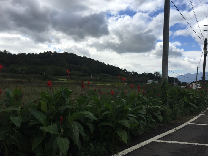 칸나 - Canna lily, Canna spp